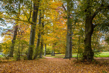 Autumn trees alley with colorful leaves in the park

