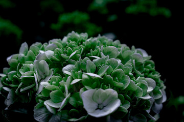 llamada comúnmente Hortensia, del genero de Hydrangea