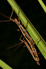 A mating pair of twostriped walking stick (Anisomorpha buprestoides ) insects on a plant stem at...