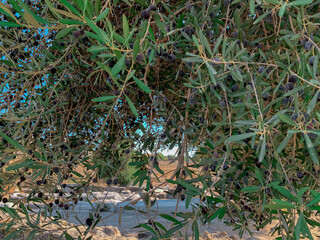 Black ripe olives on a branch of an olive tree on a blue sky background in Greece
