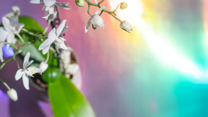 White Orchid Flower with iridescent hologram colorful background