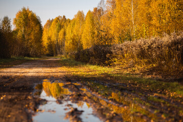 autumn trees in the in the forest, birch trees with yellow leaves blue sky and a gravel country road with puddles sunshine sunset daylight