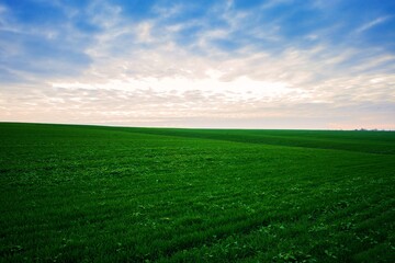 green field and blue sky