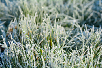 Green grass with hoar frost on a cold winter day