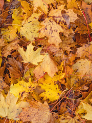 Abstraktes herbstliches Hintergrund Muster eines Waldbodens bedeckt mit gelben Ahornblättern