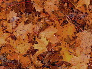 Abstraktes herbstliches Hintergrund Muster eines Waldbodens bedeckt mit braunen Ahornblättern