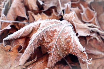 Maple leaf covered with frost, early frosty autumn morning, close - up-the concept of the arrival of cold winter days
