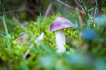 Purple russula mushroom growing in moss