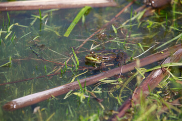 toad in the lake sits on a stick,, the toad looks into the eyes, inflated balls near the eyes, 