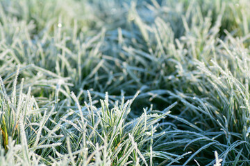 Green grass with hoar frost