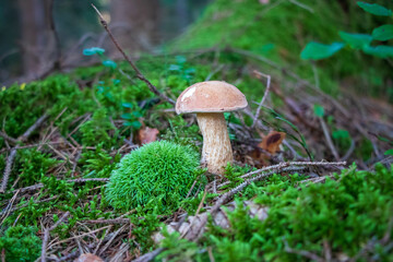 Tylopilus felleus (bitter bolete) growing in moss