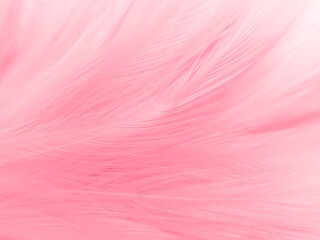 Beautiful abstract light pink feathers on white background,  white feather frame texture on pink...
