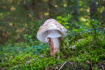 Amanita rubescens (blusher) mushroom growing in the woods
