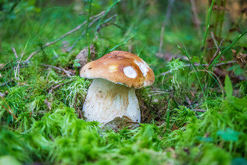 Boletus edulis (king bolete) growing in moss