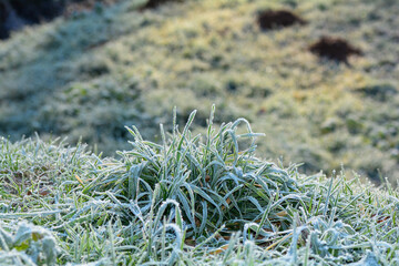 Green grass with hoar frost on a cold winter day
