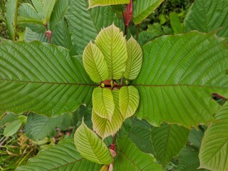 kratom plant (Mitragyna speciosa) in tropical nature Borneo