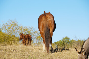 Horse butt with tail, walking away through field on farm.