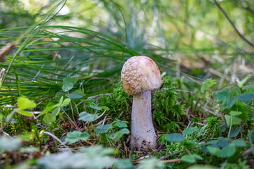 Amanita rubescens (blusher) mushroom growing in the woods