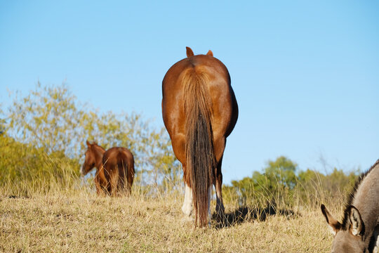 Horse Butt With Tail, Walking Away Through Field On Farm.