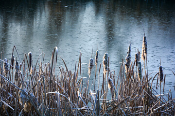 Reeds grasses with hoarfrost at the lake on a cold sunny winter day