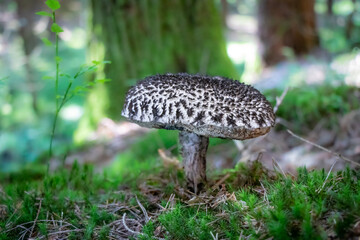 Strobilomyces strobilaceus (old man of the woods) mushroom growing in the woods