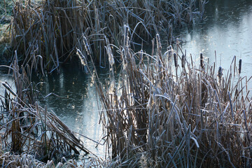 Reeds grasses with hoarfrost at the lake on a cold  winter day