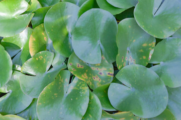 Green lotus leaves in a close-up pond