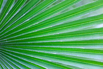 Obraz premium Green Palm Branch close-up, used as background or texture