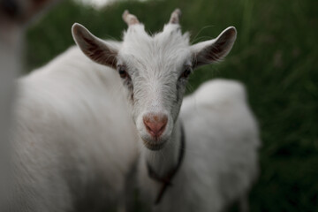 white goat on a background of green grass
