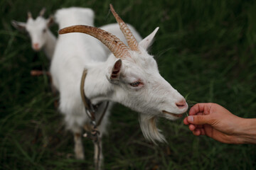 Obraz premium white goat on a background of green grass