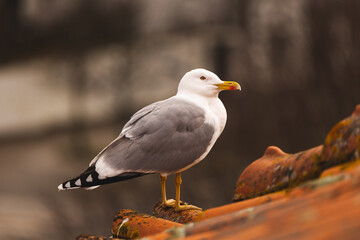 seagull on the roof close up