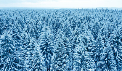 Schneebedeckte Tannenbäume im Sauerland