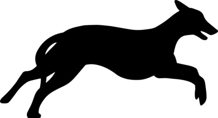 Silhouette of a running Greyhound dog. Agility vector illustration. Image of a relative of a wolf.