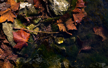 The beauty of nature in the autumn season. Red maple leaf on the rock and fallen colorful fall foliage under the lake. Sunshine reflected a rippled water surface. Top view