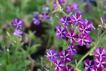Obraz premium Flowers in the garden