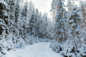 snow covered trees in winter national park 