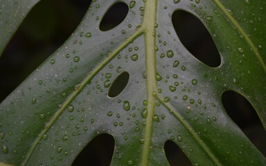 Fototapeta na wymiar leaf with drops of water