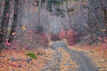 Slate Canyon hiking trail fall leaves mountain landscape view, around Slide Canyon, Rock Canyon and...