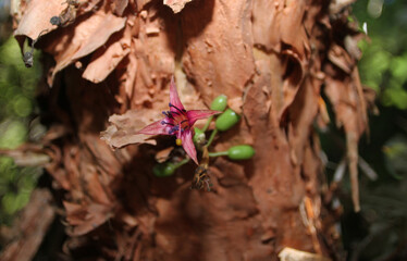 Reddish flower of the Kotukutuku (Fuchsia excorticata), a native tree endemic to New Zeland....