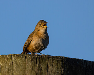 A tiny bird singing, perched on a trunk