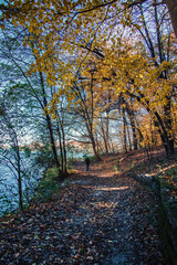 Obraz premium A man walking alone on a natural park trail along the blue lake, full of fallen autumn foliages on the ground with branches of yellow and fall leaves trees over the pathway.