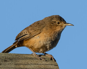 A tiny bird perched on a trunk