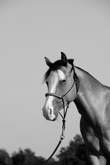 Horse in halter for equine minimalism portrait closeup.