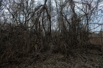 Abandoned village in Chernobyl zone
