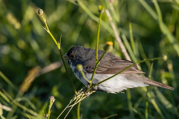 A small bird perched on a grass stem eating seeds