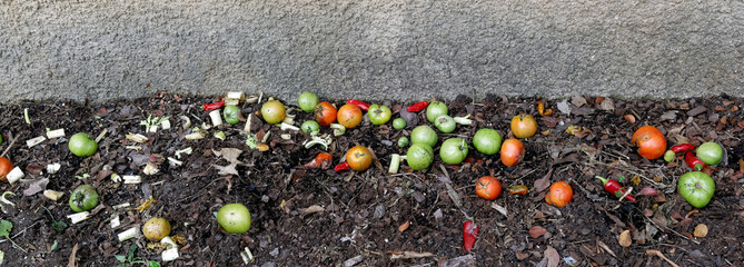 Rotting summer vegetable garden in November.