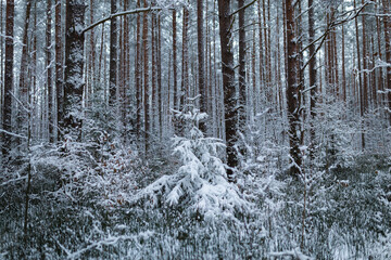 snow covered trees in the winter forest 
