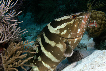 Nassau Grouper, Epinephelus striatus, underwater.