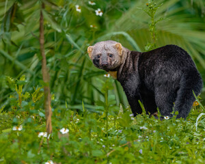A young male tayra looking suspicious while looking for food