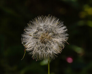 A white dandelion, plenty of seeds, standing in the shadows